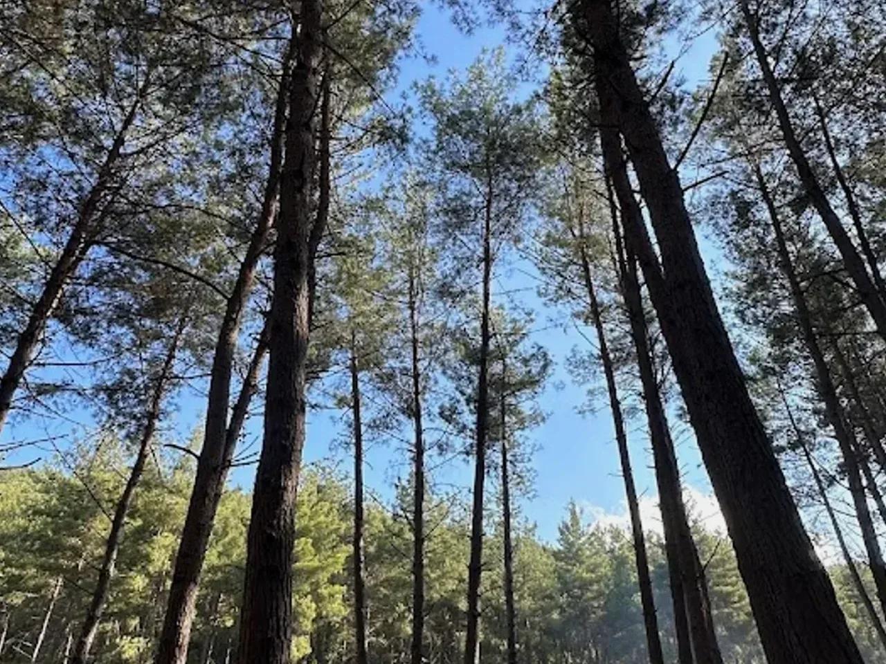 Akoluk Yaylası — Osmaniye yayla fotoğrafı