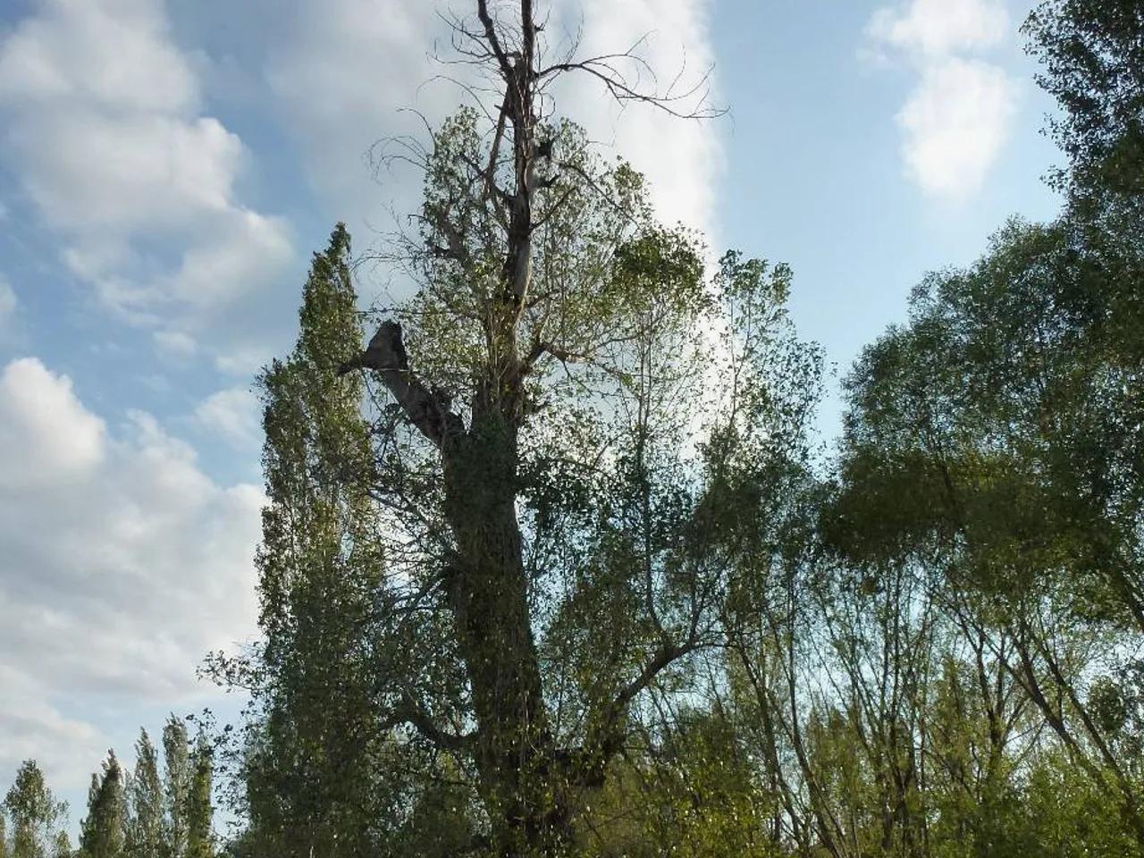 Aliağa'nın Kavağı Tabiat Anıtı — Gümüşhane tabiat parkı fotoğrafı