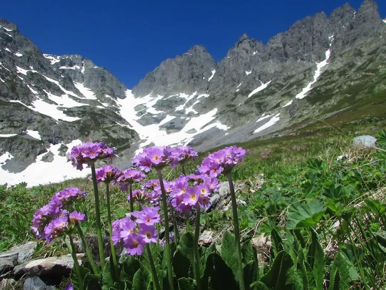 Altıparmak Tabiat Parkı - Artvin tabiat parkı fotoğrafı