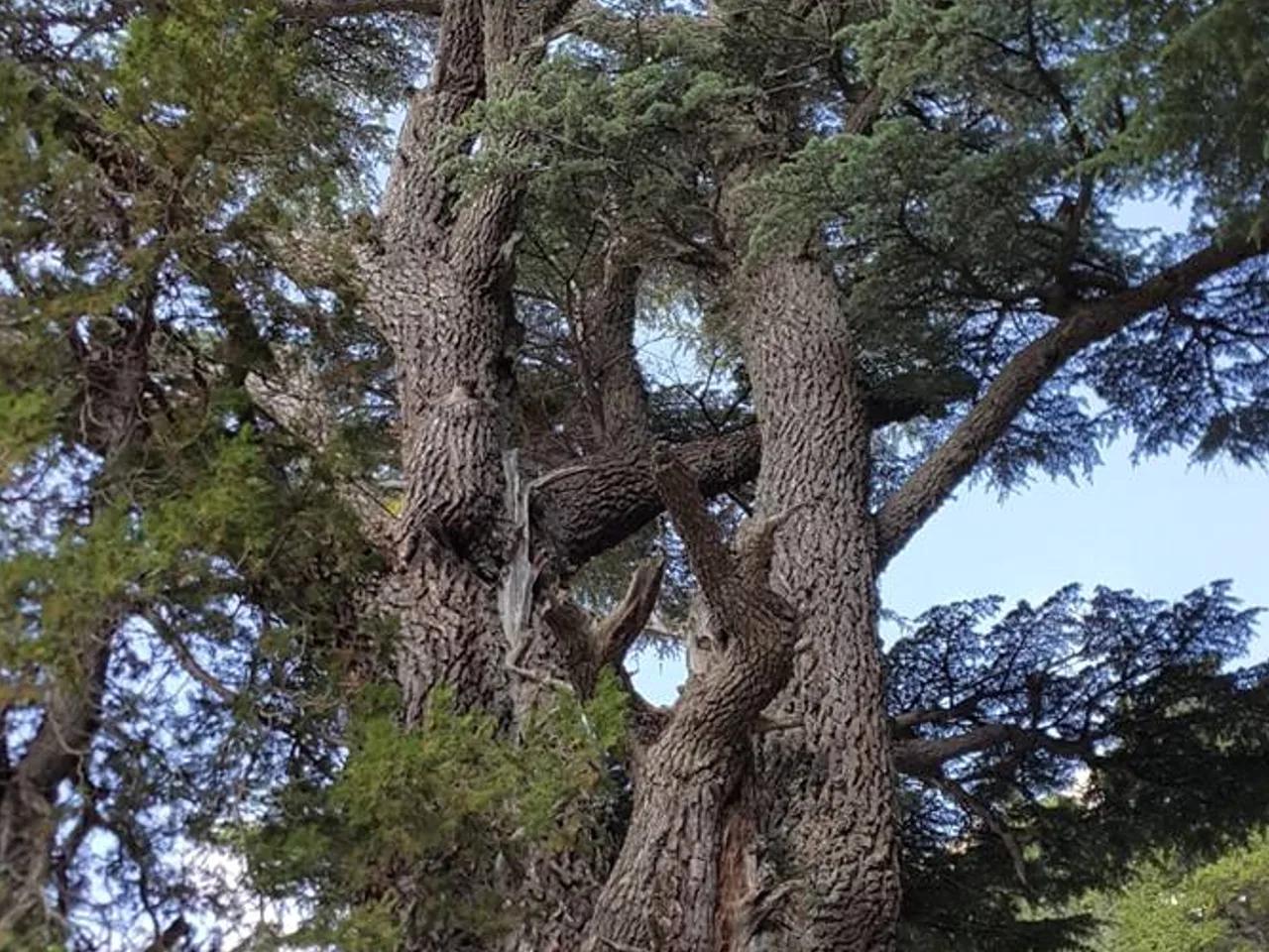 Barla Sedir Ağacı Tabiat Anıtı — Isparta tabiat parkı fotoğrafı
