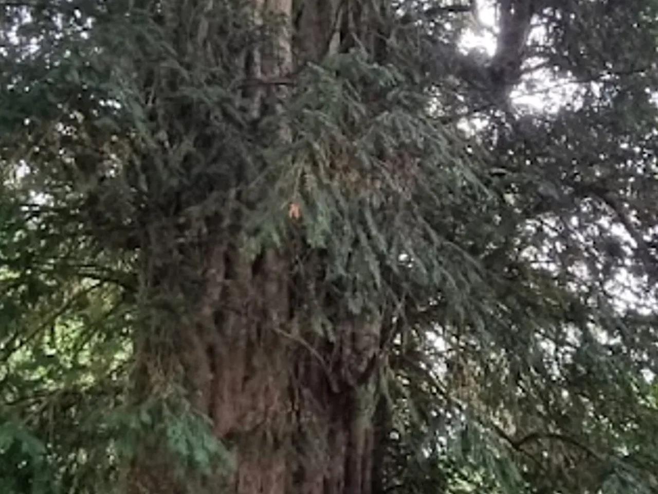 Gümeli Tabiat Anıtı — Zonguldak tabiat parkı fotoğrafı