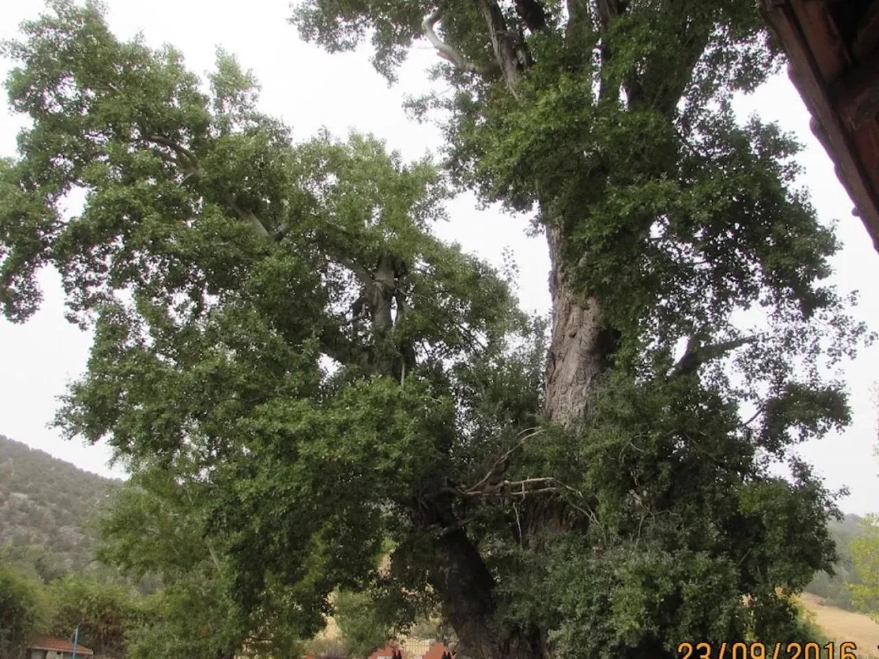 Ulukavak Tabiat Anıtı — Yozgat tabiat parkı fotoğrafı